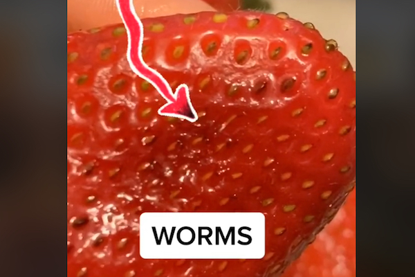 イチゴに虫がいることを、TikTokの複数ユーザーが発見！食べる前によく洗おう