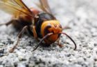 米で「オオスズメバチ」の脅威高まる、欧州ではミツバチが襲われ30%も減少