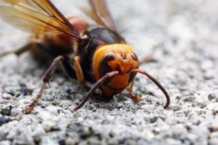 米で「オオスズメバチ」の脅威高まる、欧州ではミツバチが襲われ30%も減少