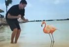 カリブ海のビーチ、フラミンゴとダンスをする男性のユニーク動画