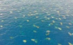 豪の島に集まった無数のアオウミガメ、6万4000匹が漂う動画が圧巻