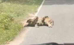 路上で大蛇に締め殺されそうな子鹿、人の手で助かった【動画】