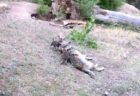 米の動物園でオオカミの子供が7匹も誕生、母親の周りを歩く姿がカワイイ