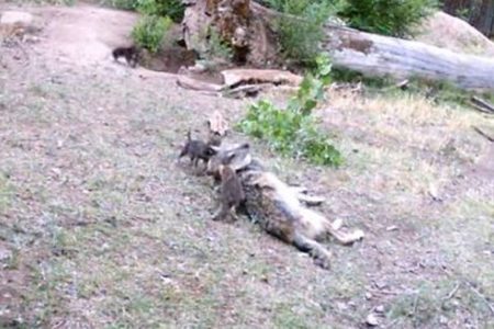 米の動物園でオオカミの子供が7匹も誕生、母親の周りを歩く姿がカワイイ