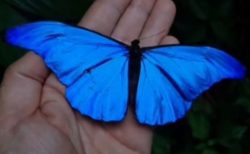 アマゾンで捕獲された蝶、羽が深い青に染まった姿が美しい