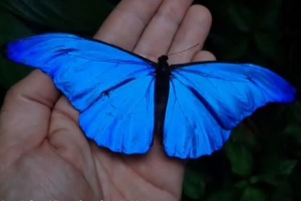 アマゾンで捕獲された蝶、羽が深い青に染まった姿が美しい