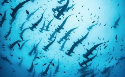 想像を絶する数のシュモクザメ、ガラパゴス諸島で大群を撮影