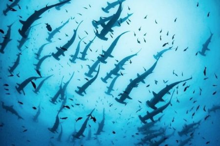 想像を絶する数のシュモクザメ、ガラパゴス諸島で大群を撮影