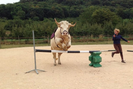 馬のジャンプ競技に挑戦する牛が可愛い