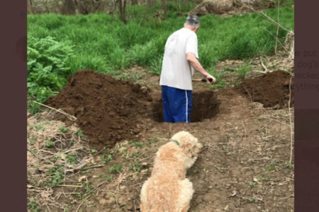 飼い主が掘った自分の墓穴を見つめる犬が切ない