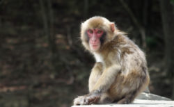 サルの群れが新型コロナの血液サンプルを強奪【インド】