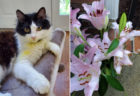 ユリの花でペットの猫が死にそうに…飼い主が知らなかった危険性とは？