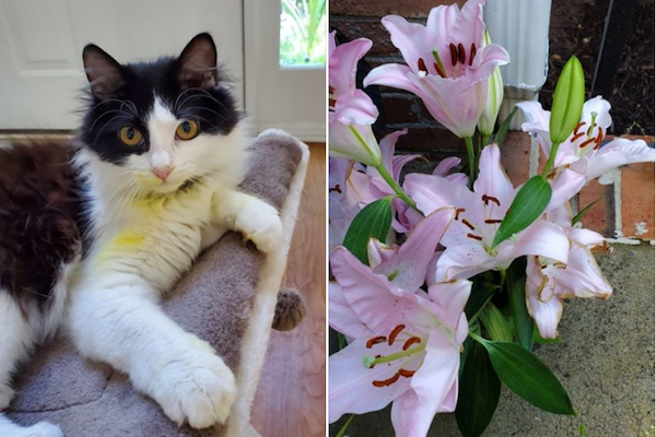 ユリの花でペットの猫が死にそうに 飼い主が知らなかった危険性とは Switch News スウィッチ ニュース