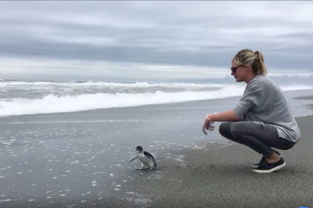リハビリ後、海に帰されたペンギンの、振り向く姿にジンとくる【動画】
