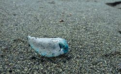 猛毒生物「カツオノエボシ」が神奈川県のビーチに漂着、どんな生物？