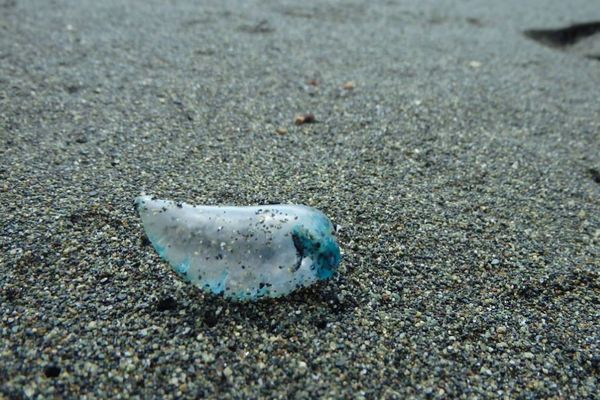 猛毒生物「カツオノエボシ」が神奈川県のビーチに漂着、どんな生物？