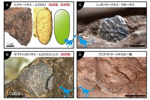 兵庫県で世界最小の小型恐竜の卵化石を発見：筑波大学