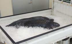 高知県で死骸となって発見されたオサガメ、体内からレジ袋が発見される