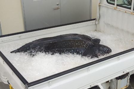 高知県で死骸となって発見されたオサガメ、体内からレジ袋が発見される