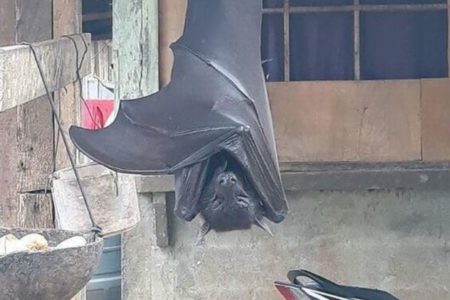 フェイクじゃない！フィリピンで撮影されたコウモリが巨大すぎる