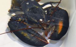 ラッキーな青いロブスター、店のスタッフにより調理されず動物園で保護される