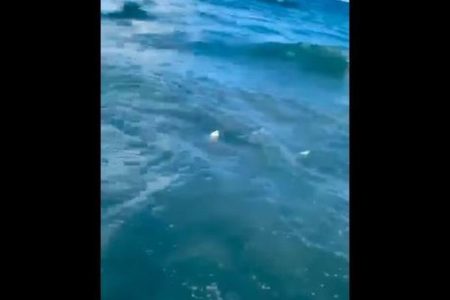 少年のすぐそこにサメが！気付いた警官が海に入り救助【動画】
