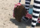 米のビーチに大量のハチが出現、観光客の椅子にとまって群れを作る