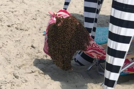 米のビーチに大量のハチが出現、観光客の椅子にとまって群れを作る