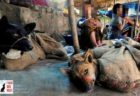 インドの州で犬肉の販売・輸入が禁止へ、動物愛護団体の働きかけにより