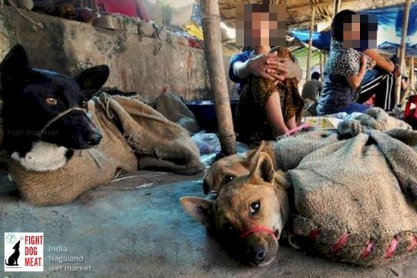 インドの州で犬肉の販売・輸入が禁止へ、動物愛護団体の働きかけにより