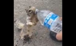 「喉が渇いたよう！」子供にペットボトルの水をねだるリスの動画が話題に
