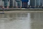 ロンドンの川にサメ？水面から突き出た背ビレのようなものを人々が目撃