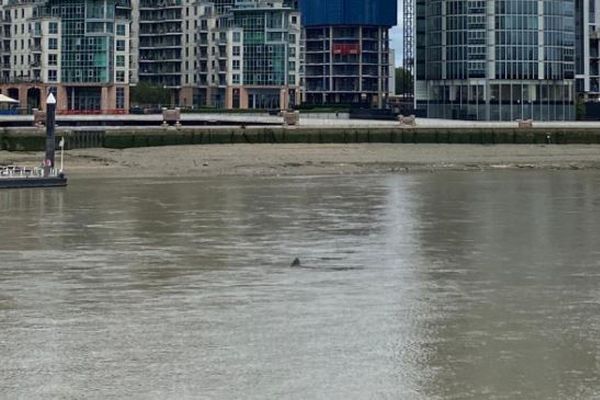 ロンドンの川にサメ？水面から突き出た背ビレのようなものを人々が目撃