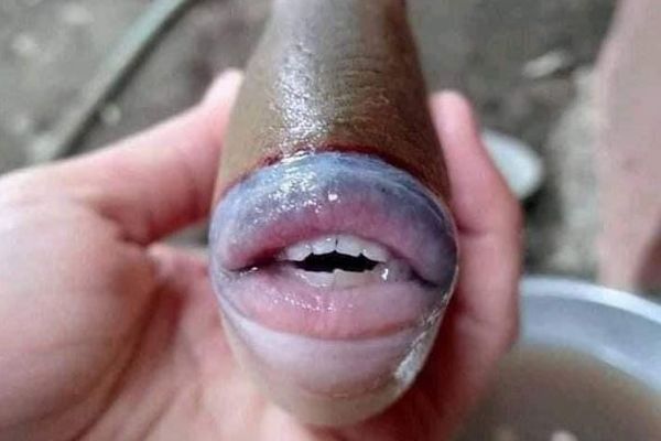 分厚い唇に人間のような歯…マレーシアで捕獲された魚が話題に