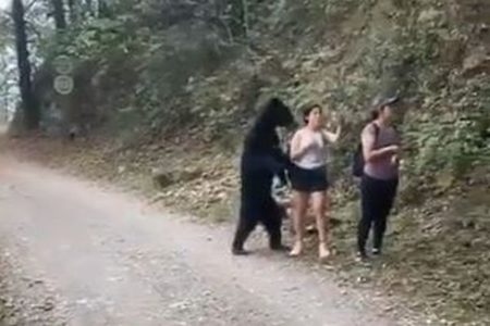 メキシコで女性らが野生のクマに遭遇、一緒に自撮りをする動画が話題に
