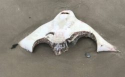 大きな歯型がくっきり、NYのビーチにサメに食べられたエイが打ち上がる