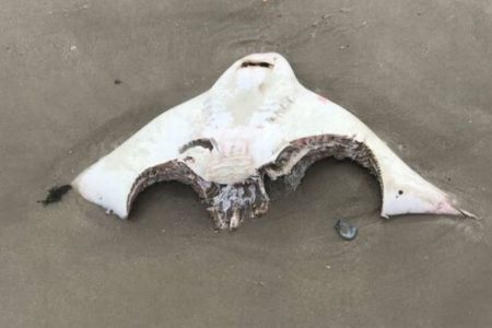 大きな歯型がくっきり、NYのビーチにサメに食べられたエイが打ち上がる
