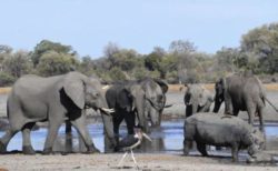ボツワナでゾウが謎の大量死、5月初旬から350頭が死亡、原因はいまだ不明