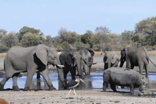 ボツワナでゾウが謎の大量死、5月初旬から350頭が死亡、原因はいまだ不明