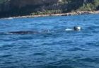 豪の海で2人の男性が海に飛び込み、漁具が絡まったクジラを救助【動画】