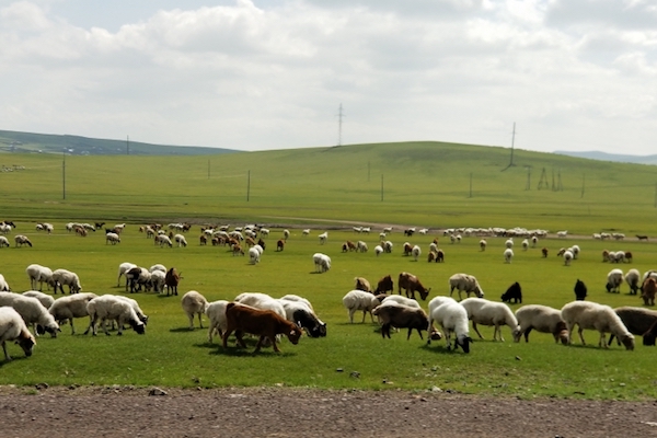 20頭の羊を屠殺場ではなく、動物保護区へ連れて行った牧場主の心は晴れやか