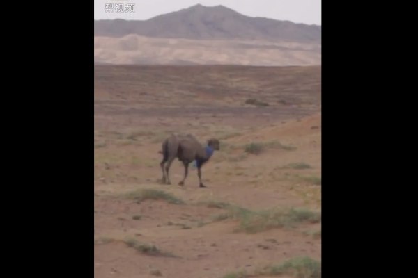 飼い主を慕うラクダ、売られた先から砂漠を100km歩いて戻る