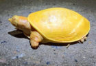 鮮やかな黄色、珍しい亀がインドで見つかった【動画】