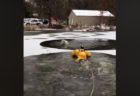 凍った池に落ちたワンコ、専門のレスキュー隊が見事に救助【動画】
