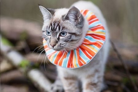 数えきれない小鳥の命を救った主婦の発明品は猫の首輪