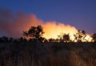 オーストラリアで昨年起きた山林火災、30億匹の野生動物が犠牲になった可能性