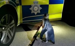 まさか！英の道路にペンギンが出現、警察がパトロール中に発見して保護