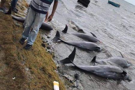 モーリシャスの浜辺に17頭の死んだイルカが打ち上げられる、重油流出が原因か【動画】