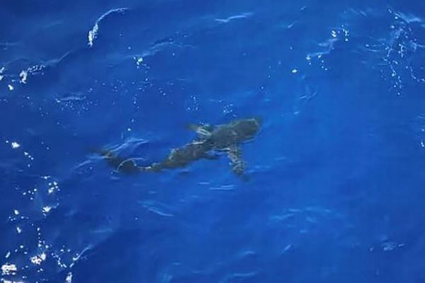 海で泳ぐ沿岸警備隊員にサメが接近、気付いた乗組員が船から銃撃