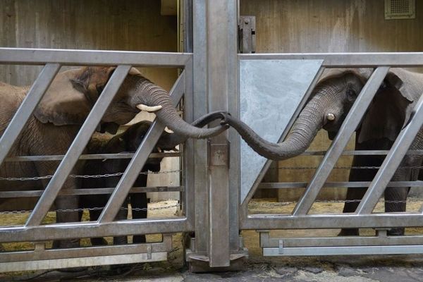 12年間も離れ離れだったゾウの親子、ドイツの動物園で再会
